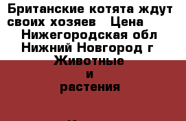 Британские котята ждут своих хозяев › Цена ­ 700 - Нижегородская обл., Нижний Новгород г. Животные и растения » Кошки   